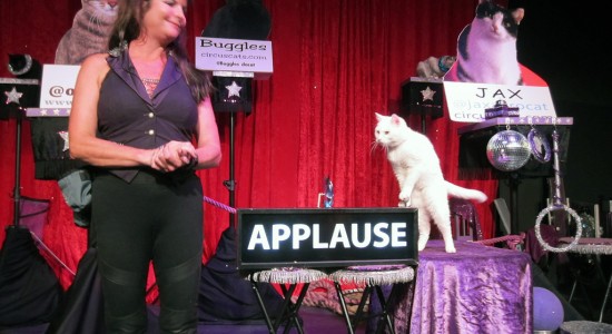 Amazing Acro Cats